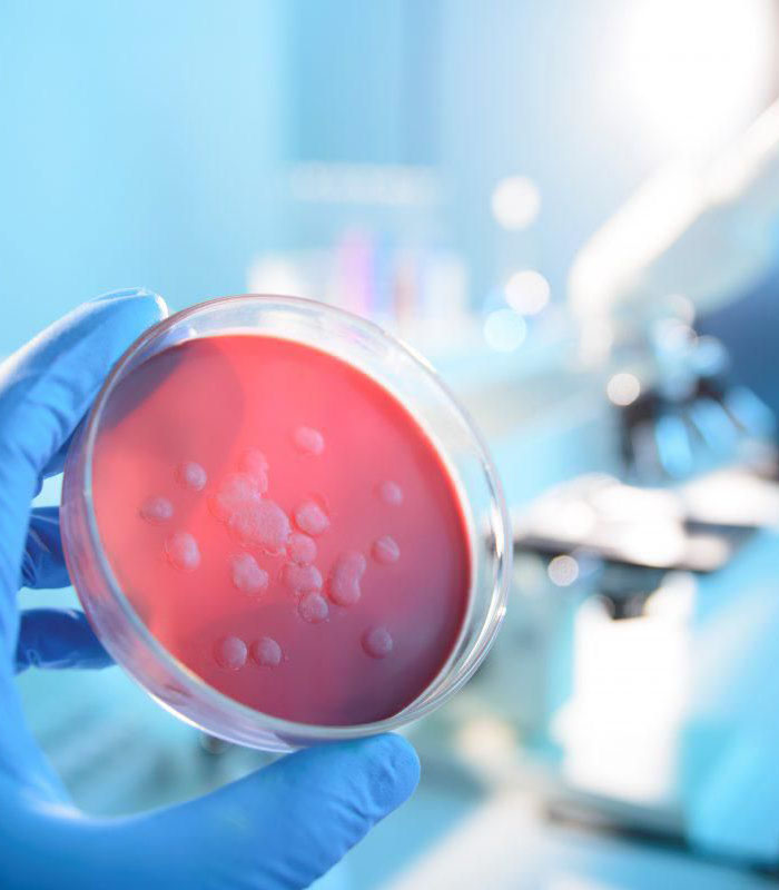 Bacteriologia